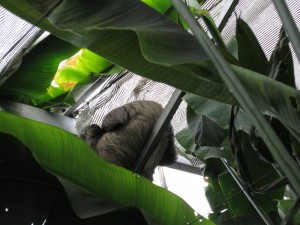 The best picture of the Sloth that we could get! 